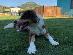 -趣玩宠物乐园寄养训犬训狗游泳池