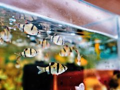 -清平路水族市场
