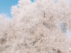 -雾凇岛