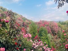 -贵州百里杜鹃风景名胜区