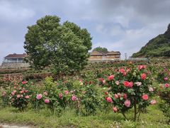 -密云玫瑰情园