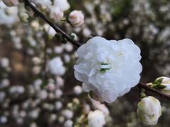 -奥林匹克森林公园南门-停车场