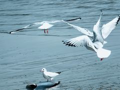 -福田红树林生态公园