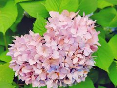 -上海滨江森林公园