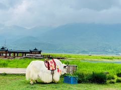 -腾冲北海湿地