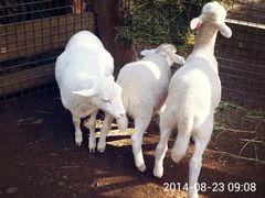 -费瑟代尔野生动物园