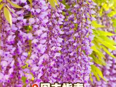 -嘉定紫藤园