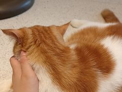 -飞行喵MR PILOT|猫舍·猫咖(静安大融城店)