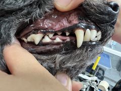 -宠福鑫康馨动物医院·骨科·眼科