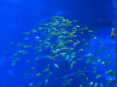 -太平洋海底世界