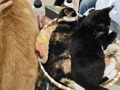 -平行世界·猫咖(首经贸店)