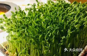 Organic Pea Shoots