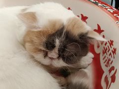 -平行世界·猫咖(首经贸店)