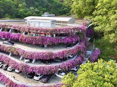 -深圳仙湖植物园