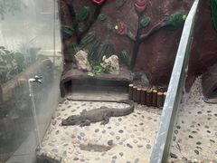 -上海大自然野生昆虫馆(东方明珠·爬宠昆虫探索中心)