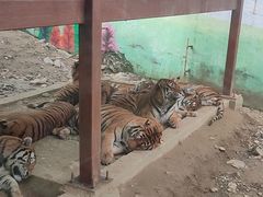 -栾川竹海野生动物园