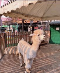 -萌宠亲子动物乐园(槐房万达店)