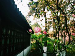 -莫愁湖公园
