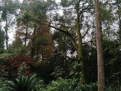 -峨眉山报国寺