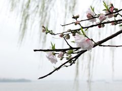 -杭州西湖柳莺里酒店