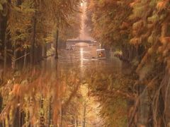 -合肥滨湖国家森林公园