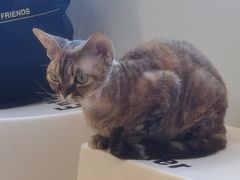 -有喵·猫咖·狗咖·40+猫狗有小奶狗(岗厦店)