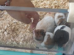 -怪兽屋·羊驼·猫咖·狗咖(俊华广场店)