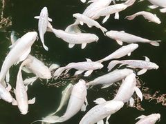 -南宫五洲植物乐园