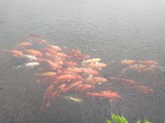 -西湖外事游船(花港观鱼码头)