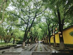 -红梅公园
