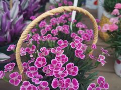 -三圣花乡旅游区