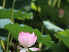 -荔湾湖公园