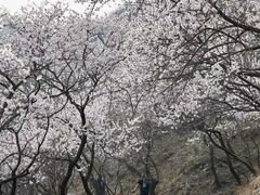 -北京凤凰岭