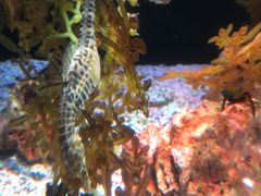 -暹罗海洋世界