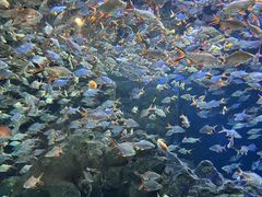 -成都浩海立方海洋公园