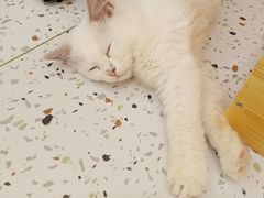 -猫域·湾主题猫咖·宠物吧(南坪城市广场店)