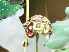 -慧因高丽寺