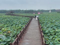 -荷塘月色湿地公园·向阳花洲