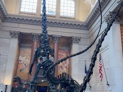 -美国自然历史博物馆