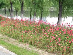 -艾溪湖湿地公园