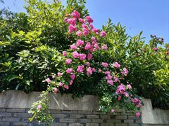 -颐和路民国时期公馆风貌区