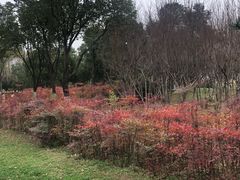 -洨河生态公园