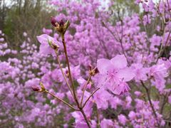 -黑龙江省森林植物园