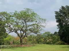-中国科学院西双版纳热带植物园