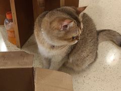 -MOCHA明星猫咖(田子坊店)