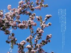 -海棠花溪(元大都城垣遗址公园)