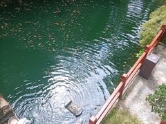 -十八棵（老龙井）御茶园(老龙井店)