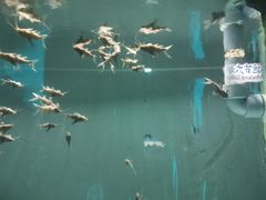 -苏州海洋馆