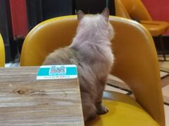 -猫色咖啡·猫咖