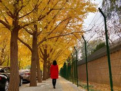 -三里屯东五街银杏大道